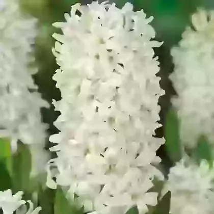 White Pearl